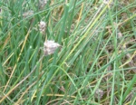 Alliacea Allium Schoenoprasum 3 (Ciboulette)