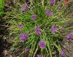 Alliacea Allium Schoenoprasum (Ciboulette)