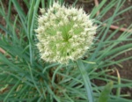 Alliaceae Allium Fistulosum (Ciboule) 2