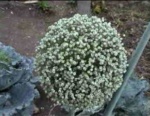 Alliaceae Allium Porrum (Fruit)