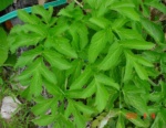 Apiaceae Angelica Archangelica