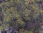 Apiaceae Foeniculum Dulce (Fleurs)
