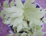Apiaceae Levisticum Officinale 2