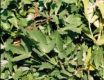 Apiaceae Levisticum Officinale 3