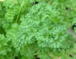 Apiaceae Petroselinum Sativum 3