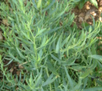 Asteraceae Artemisia Dracunculus 2