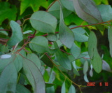 Eucalyptus Gunnii Myrtaceae 2