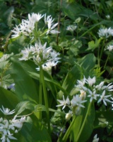 Allium-Ursinum-Alliacees