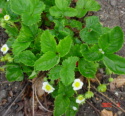 Fragaria X Ananassa Rosaceae
