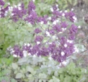 Lamiaceae Origanum Vulgare