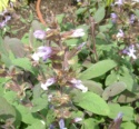 Lamiaceae Salvia Officinalis