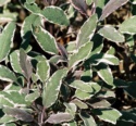 Lamiaceae Salvia Officinalis 'tricolor' 2