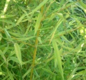 Poaceae Phyllostachys Aurea 2