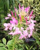 Cleome-Spinosa-Capparacees