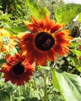 Helianthus-Annuus-Sun-Gold-Asteracees