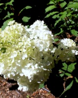 Hydrangea-Paniculata-Hydrangeacees