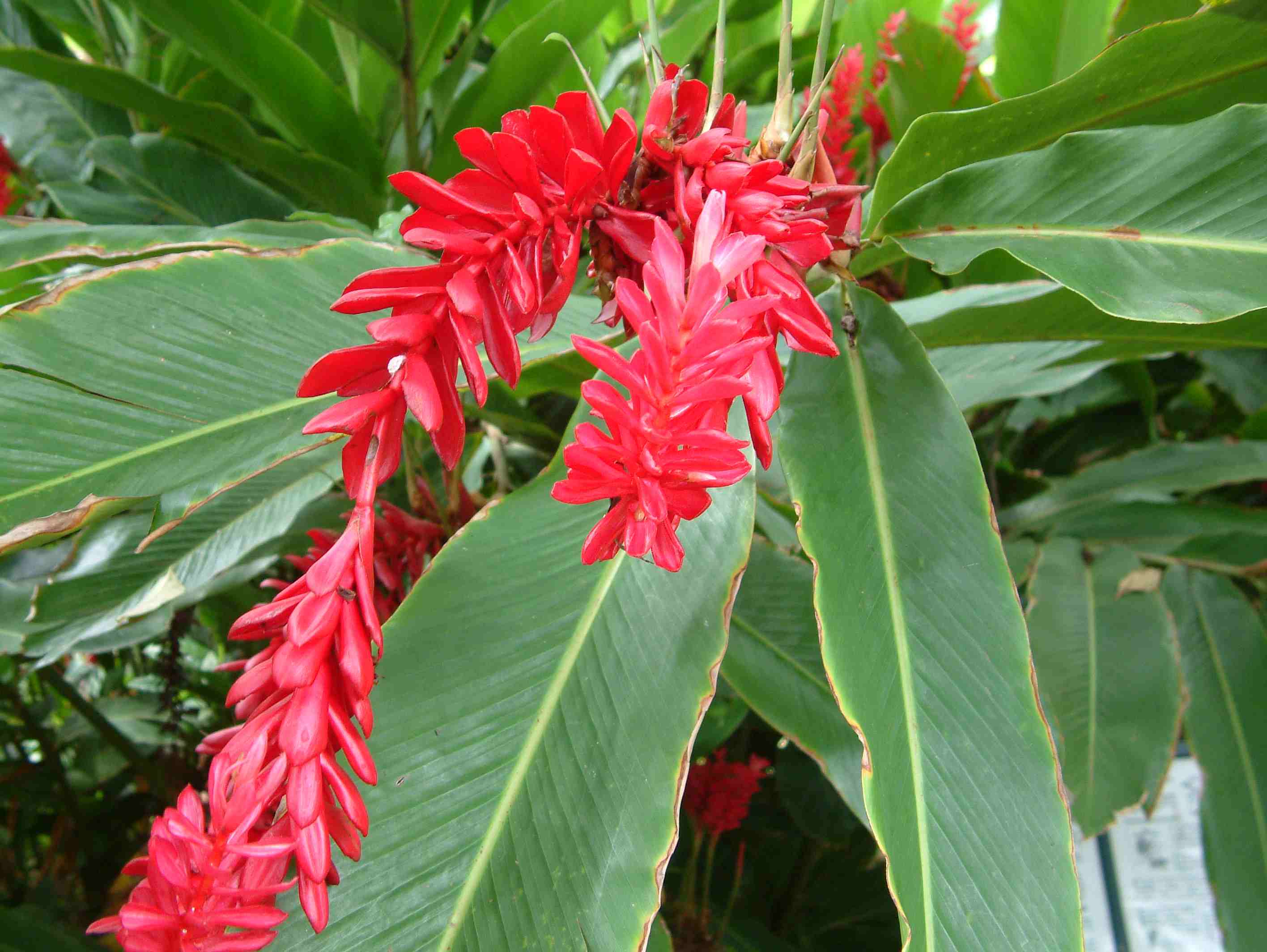 Zingibéraceesalpiniapurpurea2(Réunion)