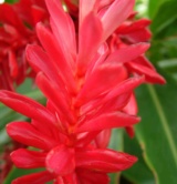 Zingibéraceesalpiniapurpurea3(Réunion)