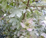 Acer Campestre 'pulverulentum' Aceraceae