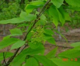 Acer Carpinifolia Aceraceae