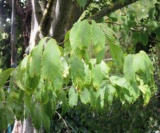 Acer Carpinifolium Acéracées