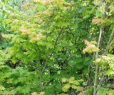 Acer Circinatum Acéracées