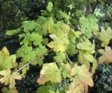 Acer Circinatum(Feuilles) Acéracées. - Copie
