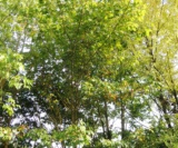 Acer Cissifolium Acéracées