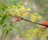 Acer Cissifolium (Fleurs) 2 Aceraceae
