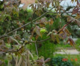 Acer Griseum Aceraceae