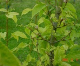 Acer Grosseri Var. Hersii (Fleurs) Aceraceae