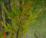 Acer Henryi(Fleur)