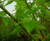 Acer Laxiflorum Aceraceae