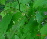 Acer Maximowiczianum (Fleurs) Aceraceae