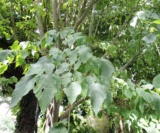 Acer Maximowiczianum(Feuilles) Acéracées
