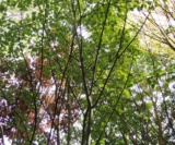 Acer Pectinatum Ssp.laxiflorum Acéracées