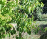 Acer Pectinatum Ssp.laxiflorum Jeune Sujet Acéracées
