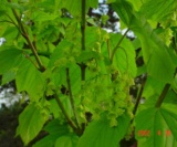 Acer Pensylvaticum(Fleurs) Aceraceae