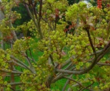 Acer Platanoides(Fleur)