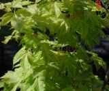 Acer Pseudoplatanus ' Brilliantissimum' Aceraceae