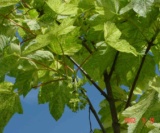 Acer Pseudoplatanus 'leopoldii' Aceraceae