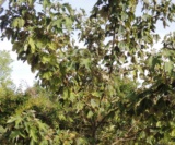 Acer Pseudoplatanus 'simon Louis Frères' Aceraceae