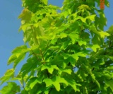 Acer Pseudoplatanus 'worleei' Aceraceae