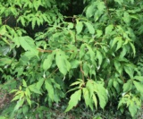 Acer Triflorum(Feuilles) Acéracées