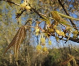 Acer Triflorum(Fleurs) Acéracées