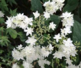 Hydrangea Arborescens Ssp.radiata 'hayes Starbust'2