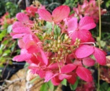 Hydrangea Paniculata Diamant Rouge®'rendia' C.o.v.