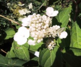 Hydrangea Paniculata 'dharuma'