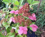 Hydrangea Paniculata 'wim's Red'