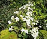 Hydrangea Quercifolia 'snow Flakes'